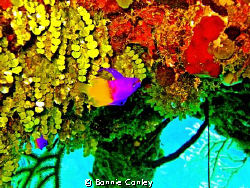 Fairy Basslet seen May 2009 in Grand Bahamas. Photo taken... by Bonnie Conley 